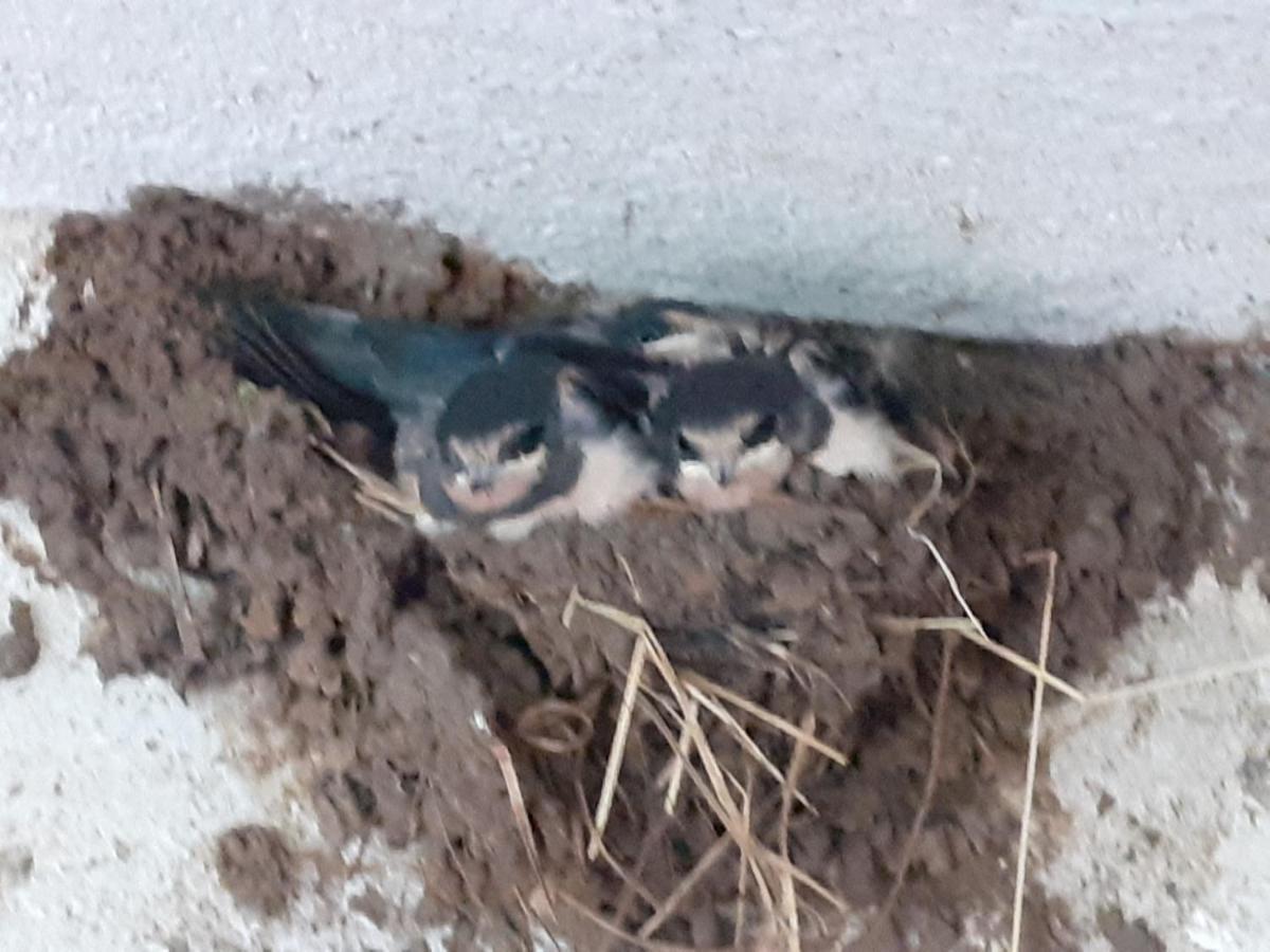 Ferienwohnung Ehemalige Revierfoersterei "Uns Luett" Kuhstorf Dış mekan fotoğraf
